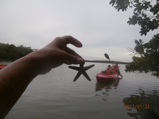 sea star in the estuary