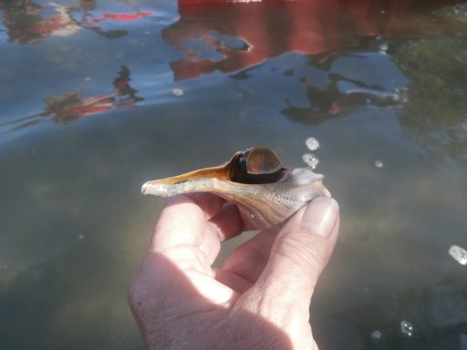 Lightning Whelk near Fort Myers Beach