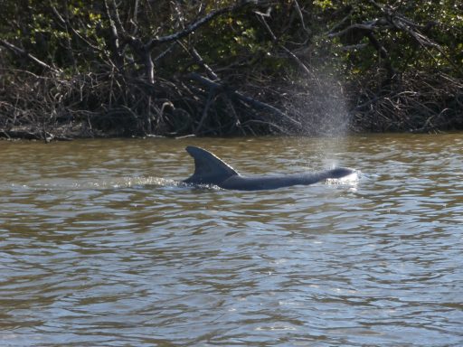 Dolphin