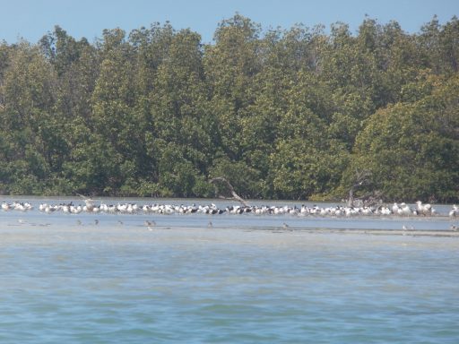 wading birds near Fort Myers Beach