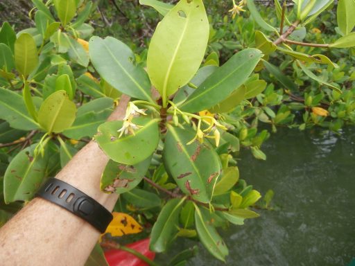 Red mangrove blooming