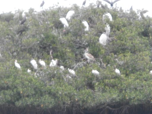 Egrets on the bird rookery
