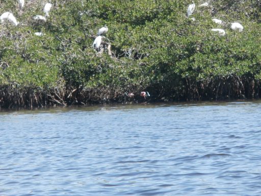 Birds nesting