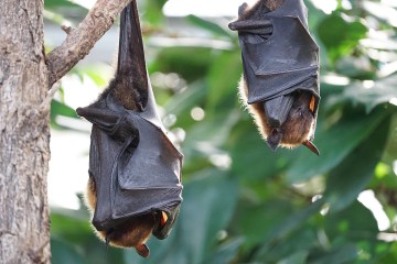 Two bats hanging from a tree