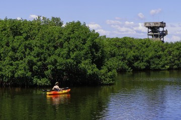 kayaker-in-mangroves